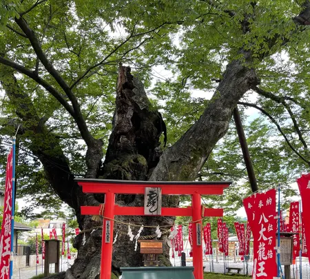 今宮坊（秩父三十四観音霊場第十四番札所）の写真・動画_image_436667