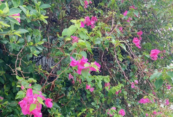 伊良部そば かめの写真・動画_image_436746