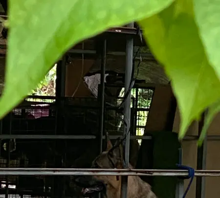 シオン警察犬訓練所の写真・動画_image_436946