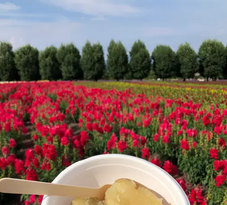 ファーム富田の写真・動画_image_436951