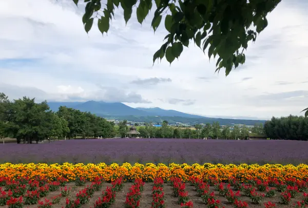 ファーム富田の写真・動画_image_436953