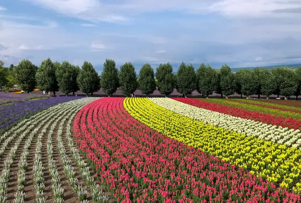 ファーム富田の写真・動画_image_436954