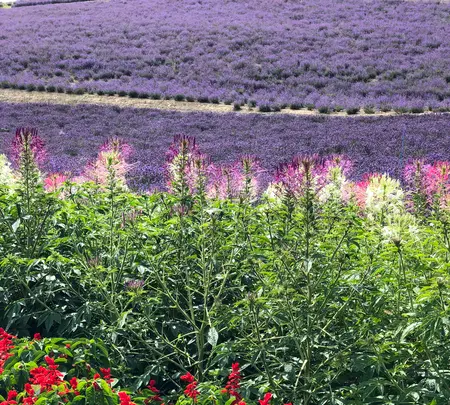 なかふらのフラワーパークの写真・動画_image_436996