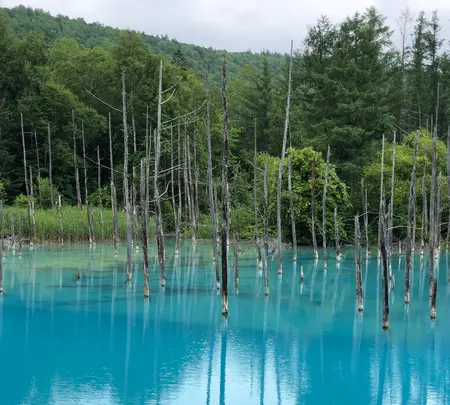 白金青い池の写真・動画_image_437000