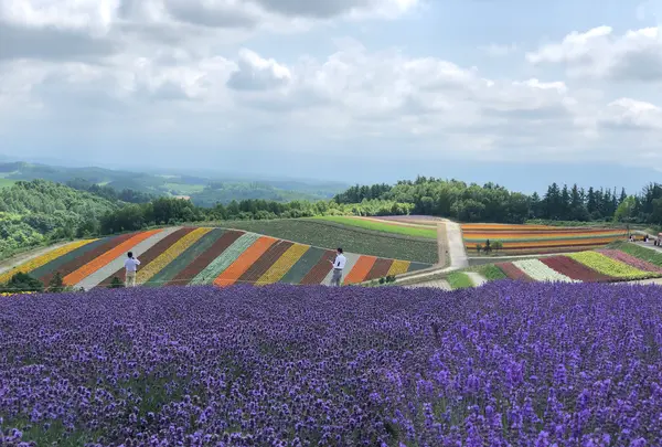 四季彩の丘の写真・動画_image_437007