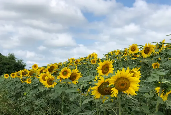 四季彩の丘の写真・動画_image_437008