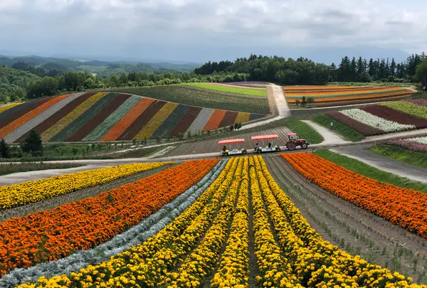 四季彩の丘の写真・動画_image_437009