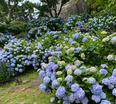 小田原城址公園の写真・動画_image_437203
