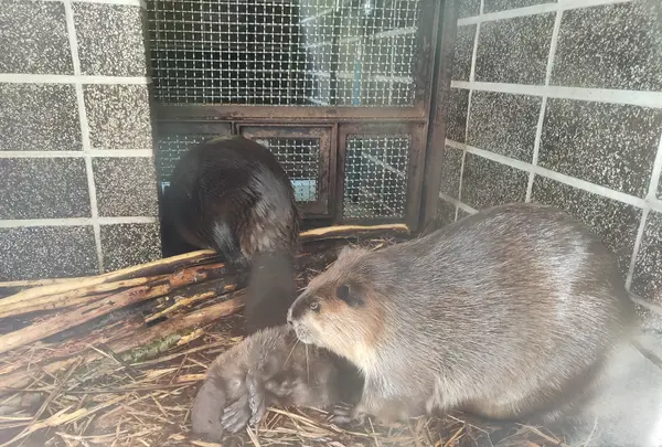 帯広動物園の写真・動画_image_437228