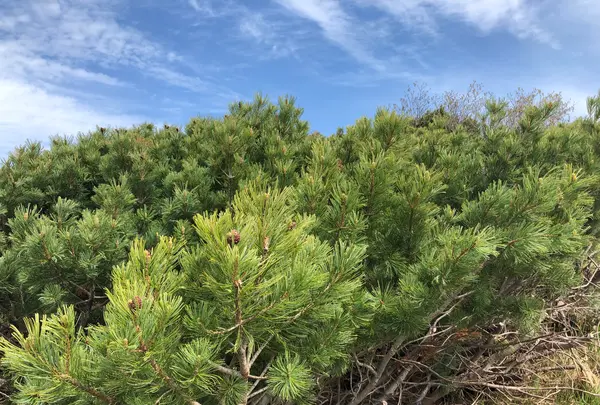室堂駅の写真・動画_image_437510