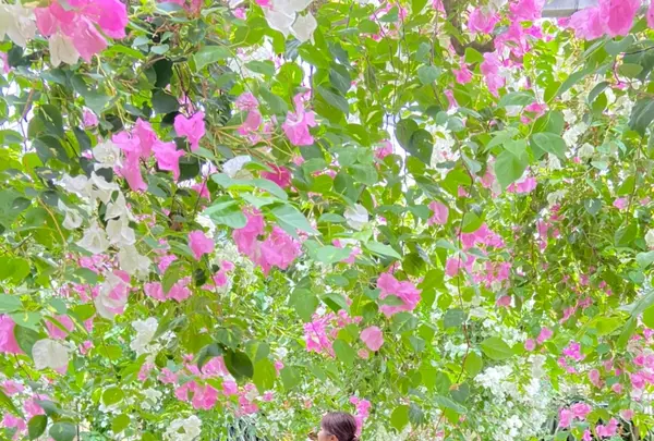 ユートピアファーム宮古島の写真・動画_image_437906