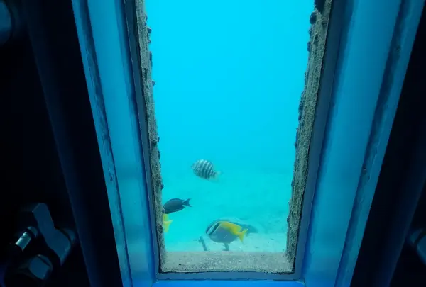 宮古島海中公園の写真・動画_image_437914