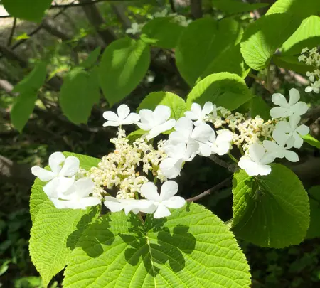 黒部平駅の写真・動画_image_438304