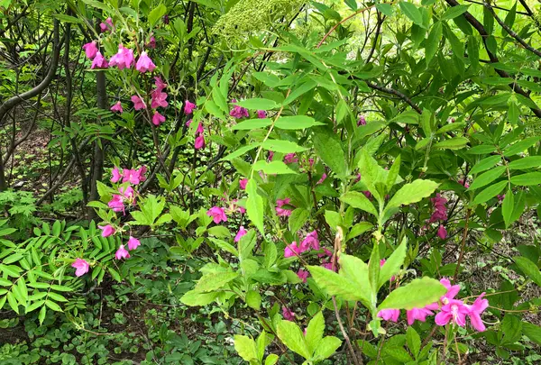 黒部平駅の写真・動画_image_438306