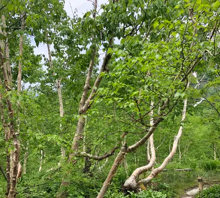 黒部平駅の写真・動画_image_438309