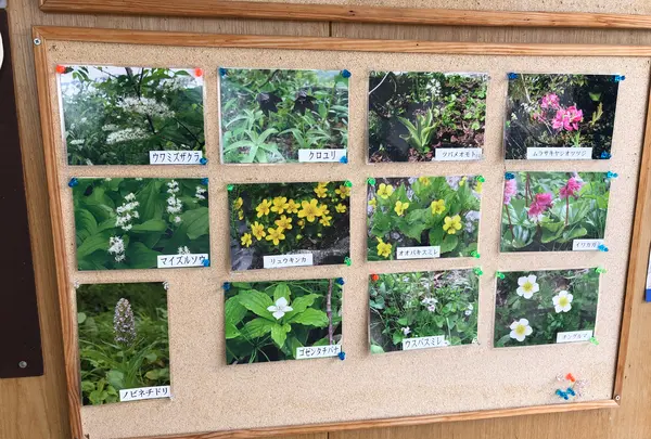 黒部平駅の写真・動画_image_438311