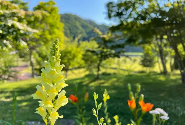 ふれあいらんど岩泉の写真・動画_image_438314