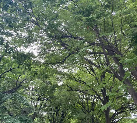 外濠公園の写真・動画_image_438425