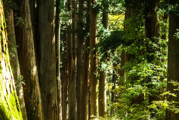 戸隠神社の写真・動画_image_438447
