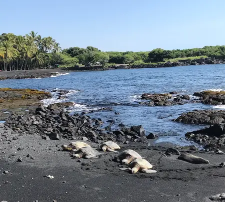 プナルウ黒砂海岸の写真・動画_image_439844