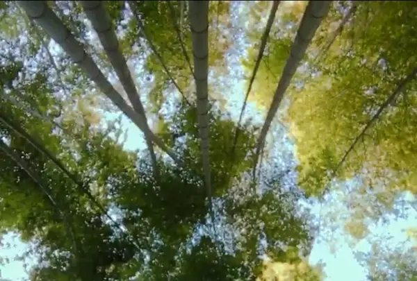 報国寺（竹寺）の写真・動画_image_440237