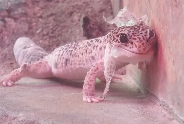 ヒョウモントカゲモドキ