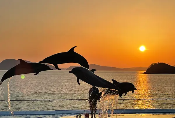 四国水族館の写真・動画_image_440833