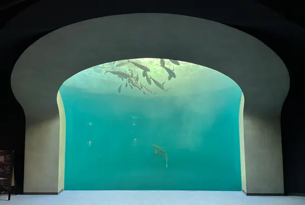 四国水族館の写真・動画_image_440835