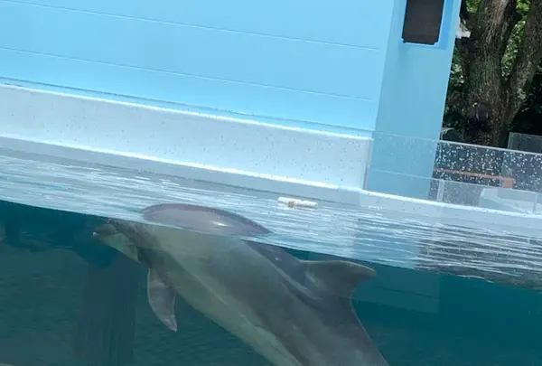 新屋島水族館の写真・動画_image_442019