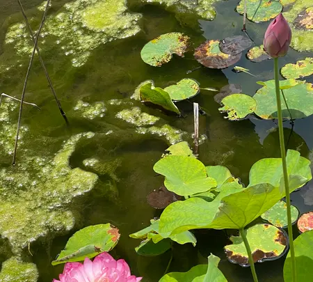 長浜別院 大通寺の写真・動画_image_442119