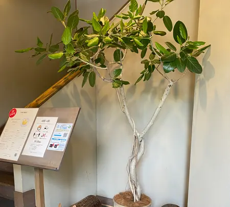 たねや 彦根美濠の舎の写真・動画_image_442166