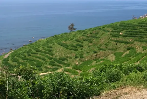 白米千枚田の写真・動画_image_442174
