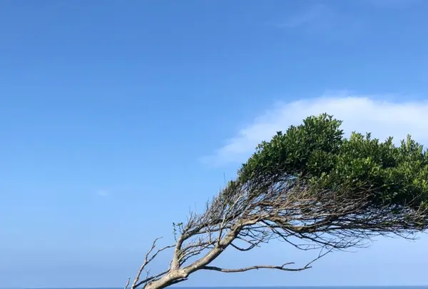 珠洲岬（聖域の岬）の写真・動画_image_442188