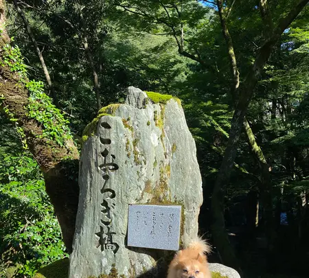 こおろぎ橋の写真・動画_image_442930