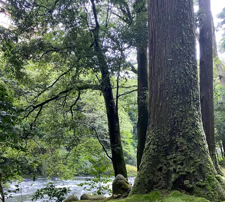 鶴仙渓の写真・動画_image_444901