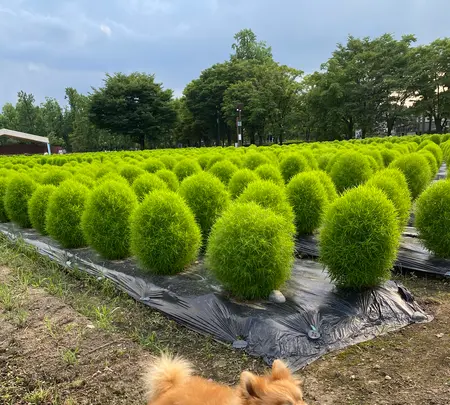 砺波チューリップ公園の写真・動画_image_445015