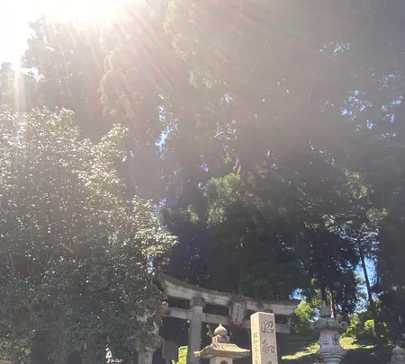 栢野の大杉の写真・動画_image_445035