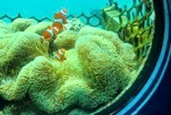 ブセナ海中公園 海中展望塔の写真・動画_image_446722