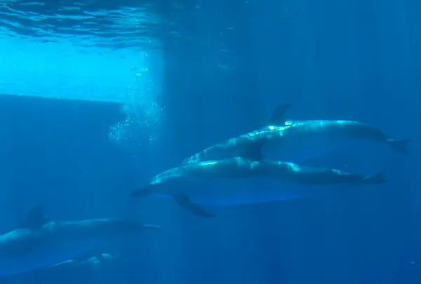 四国水族館の写真・動画_image_447787