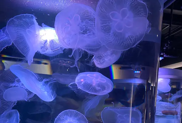 四国水族館の写真・動画_image_447788