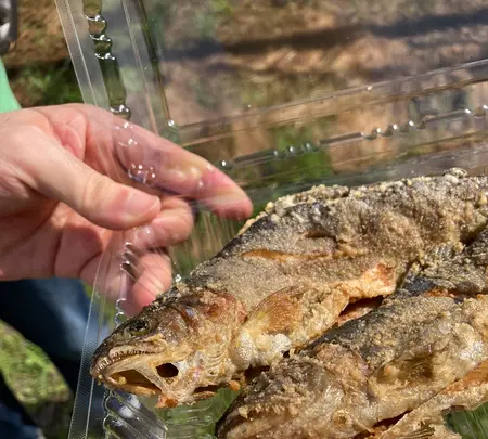 湯来つりぼりの写真・動画_image_448262