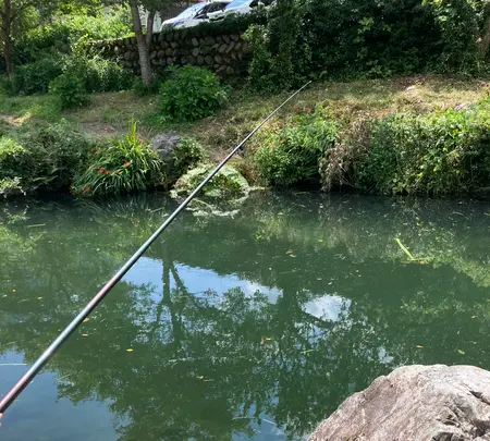 湯来つりぼりの写真・動画_image_448263