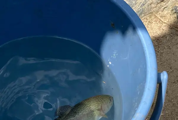 湯来つりぼりの写真・動画_image_448267