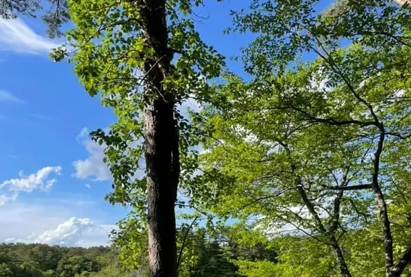 五色沼の写真・動画_image_449069