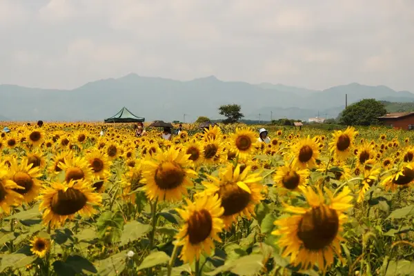 花の海の写真・動画_image_451940