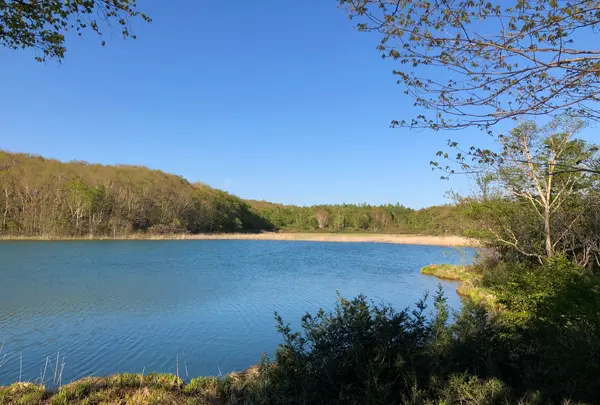 御在所園地・御在所湿原の写真・動画_image_452027