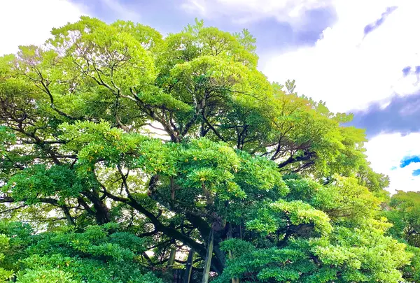 四国まんなか千年物語の写真・動画_image_452052