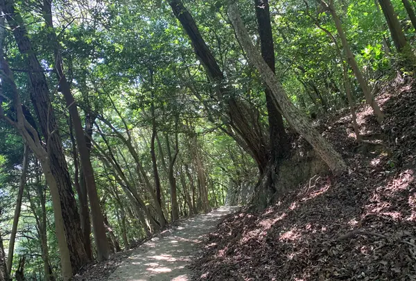 岩国城の写真・動画_image_452142