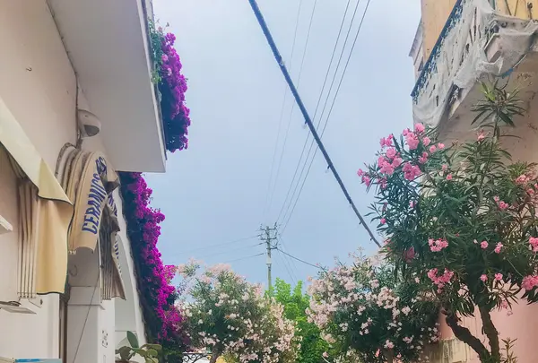 アナカプリの写真・動画_image_452741