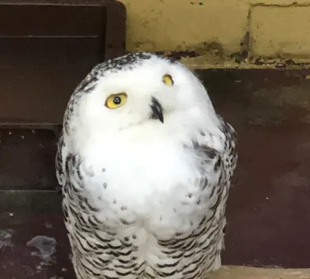 掛川花鳥園の写真・動画_image_452760